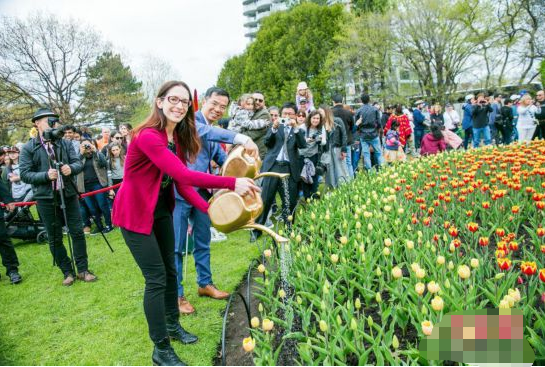 加拿大郁金香节首度专门打造“中加友谊园”