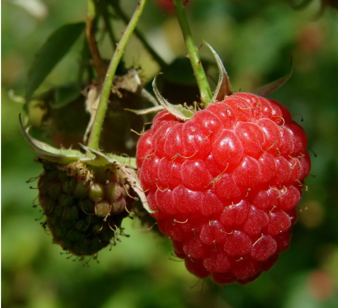 食品紧急召回！加州老人和幼儿一旦食用这种小红莓，后果极其严重！