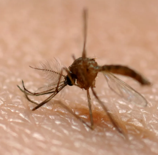 可怕！加州Fresno蚊子携病毒， 被叮咬可能染上脑膜炎。