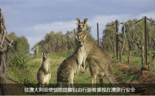 驻澳大利亚使领馆提醒自由行游客重视在澳旅行安全