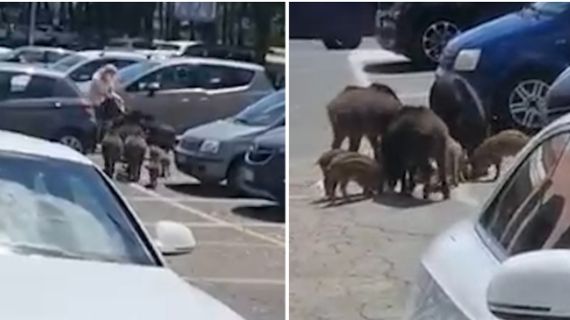 意大利罗马一名女子在超市停车场被一群野猪“打劫”！
