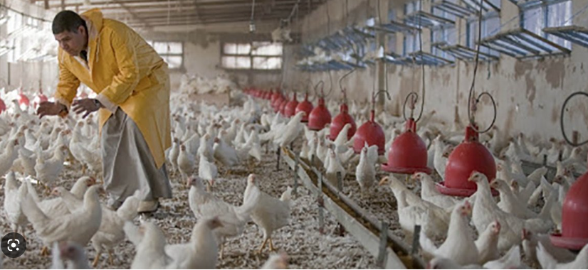 新加坡对德国受禽流感疫情区影响的家禽产品实施临时进口限制！