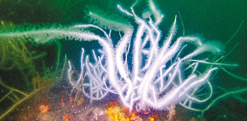 香港维港海底发现35种珊瑚物种，拥5个重要底栖生境！